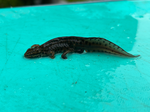 Smooth Newt