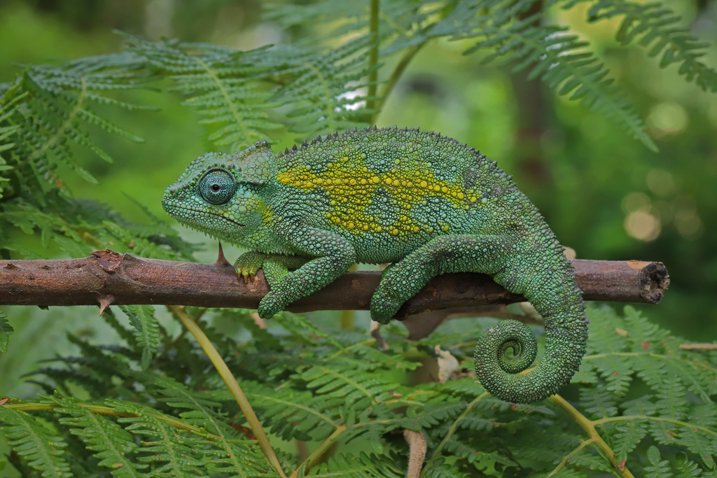 Tanzanian Montane Dwarf Chameleon