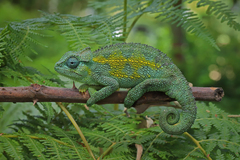 その他 Swedish Chameleon SC3 Tiny Tanzanian Montane Dwarf Chameleon (Trioceros sternfeldi) · iNaturalist