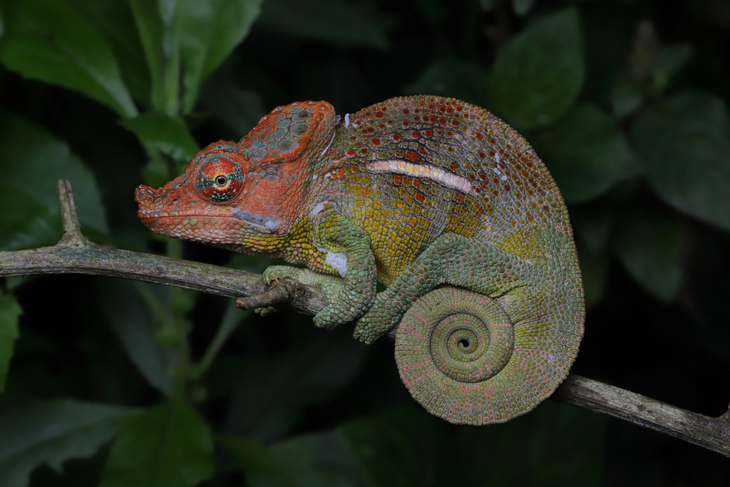 Hanang Hornless Chameleon