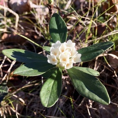Daphne blagayana