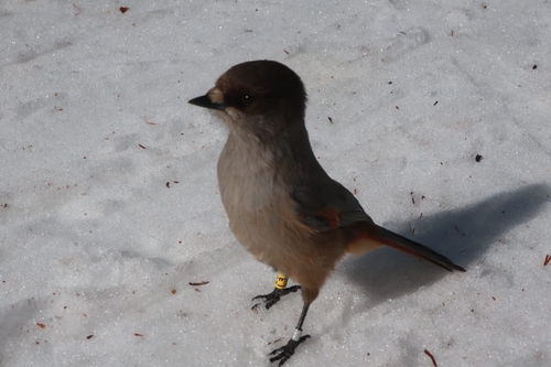 Siberian Jay