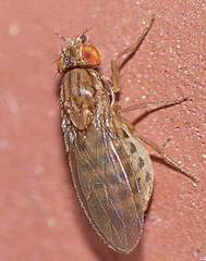 Drosophila busckii