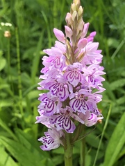Dactylorhiza maculata