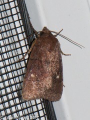 Pseudorthodes vecors