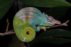Nguru Blade-Horned Chameleon photo 1