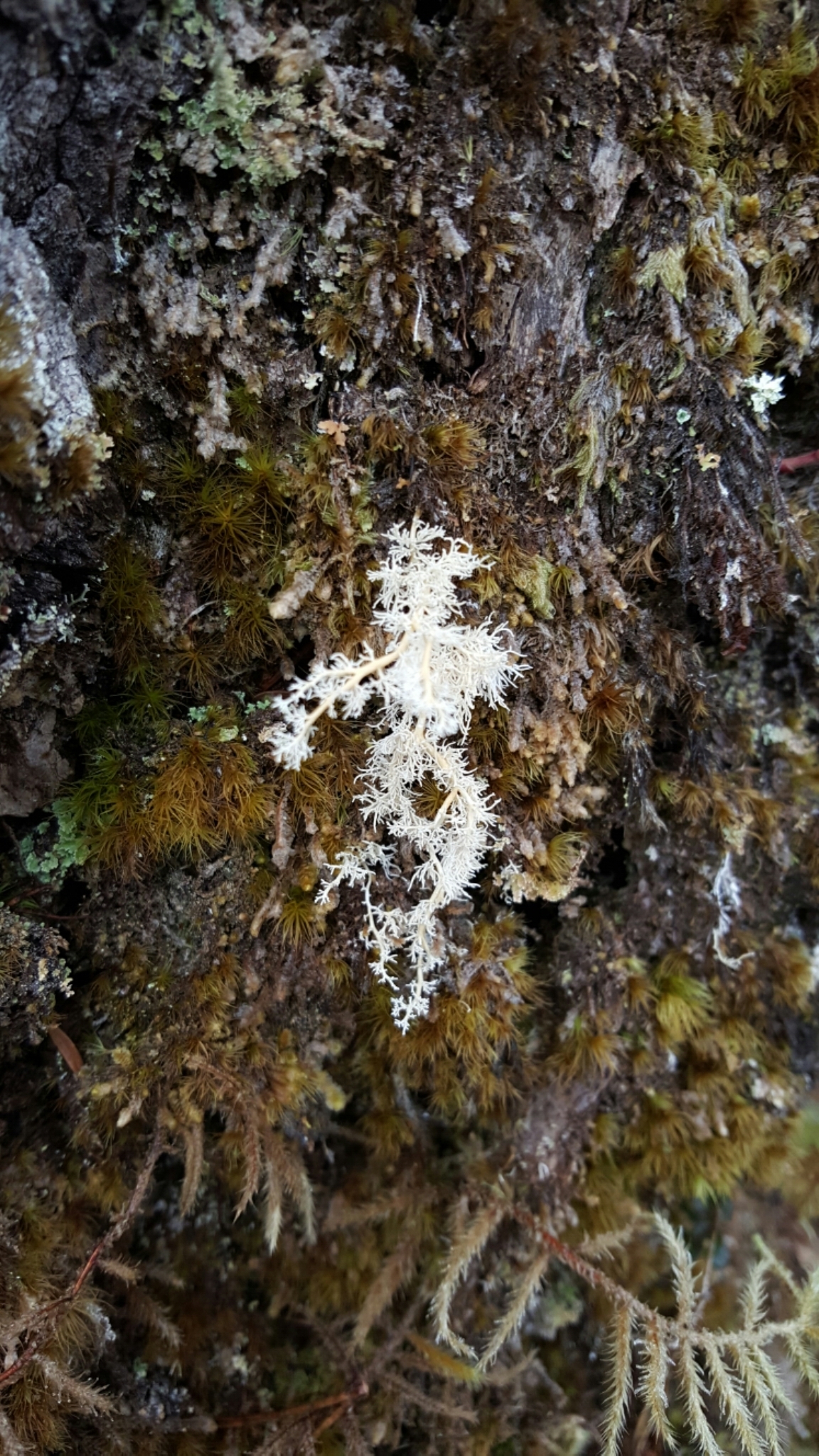 Sphaerophorus tuckermanii image
