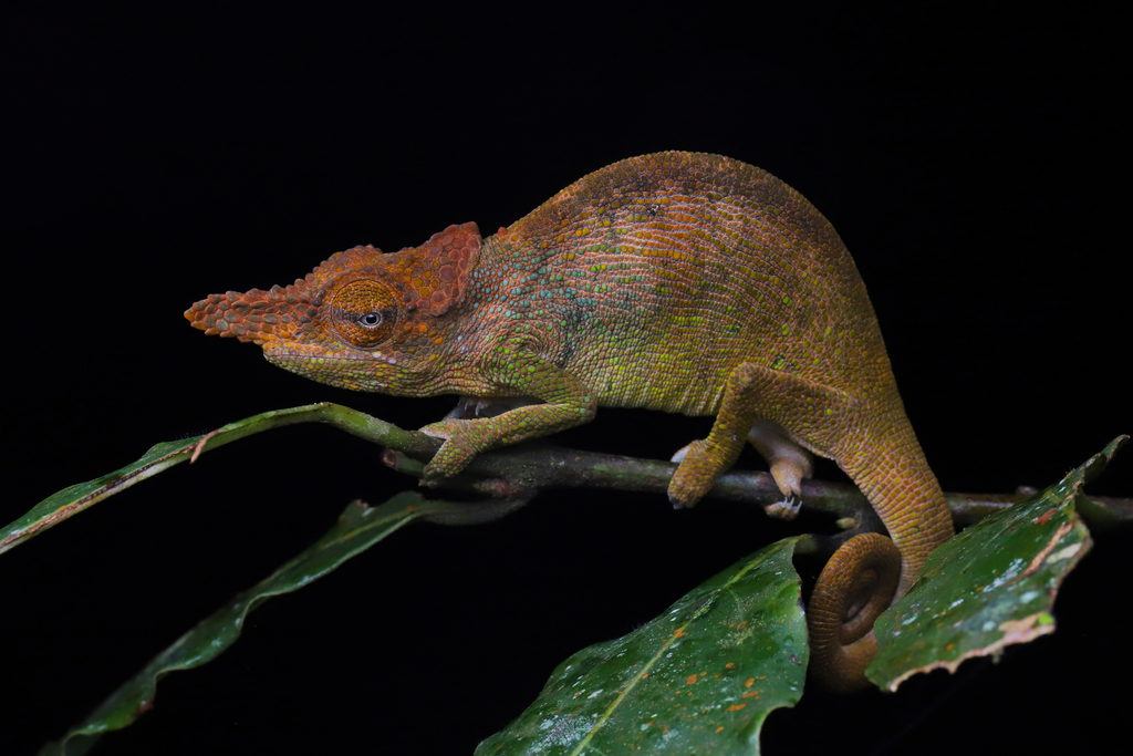 Rednose Dwarf Chameleon