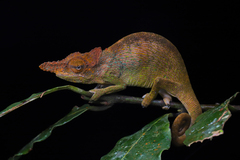 Rednose Dwarf Chameleon photo 1