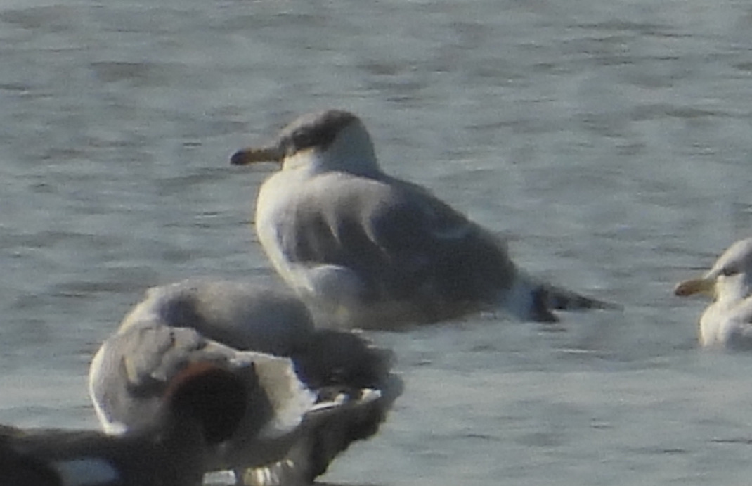 Pallas's Gull (Ichthyaetus ichthyaetus), photo 8