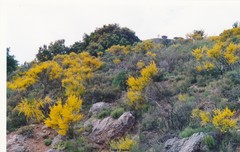Adenocarpus decorticans