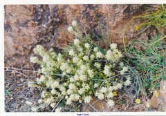 Teucrium polium polium