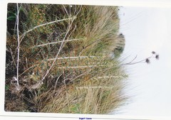 Ptilostemon hispanicus