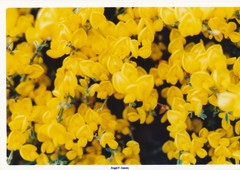 Cytisus galianoi