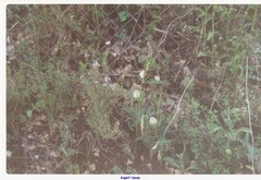 Vicia lutea