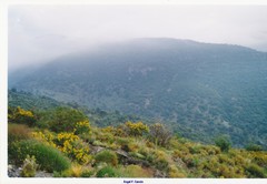 Adenocarpus decorticans