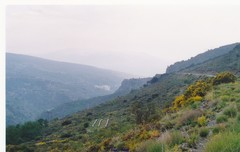 Adenocarpus decorticans