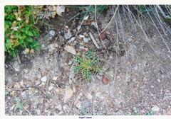 Ptilostemon hispanicus