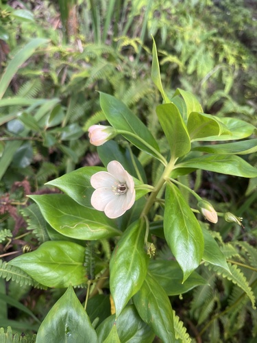 Lysimachia glutinosa observed 2026-04-15