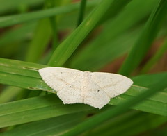 Scopula perlata