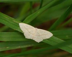 Scopula perlata