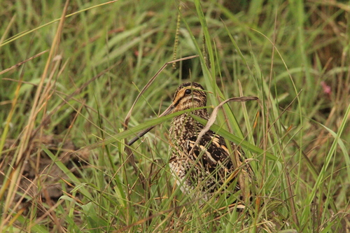 iNaturalist image