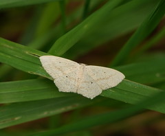 Scopula perlata