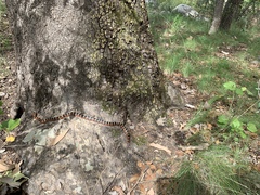 Lampropeltis pyromelana