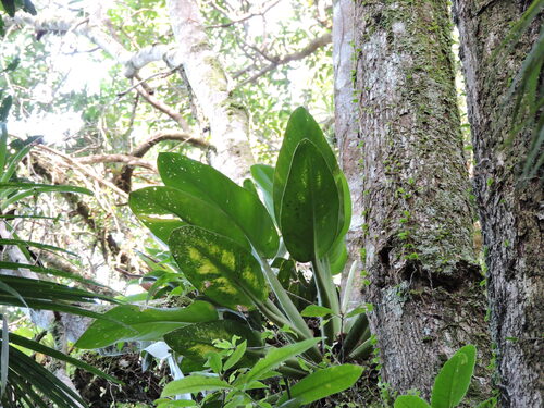 Philodendron martianum, photograph 6