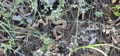 Crotalus willardi willardi