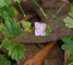 Veronica calycina
