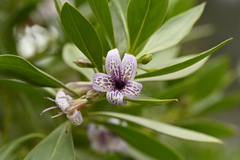Myoporum bontioides