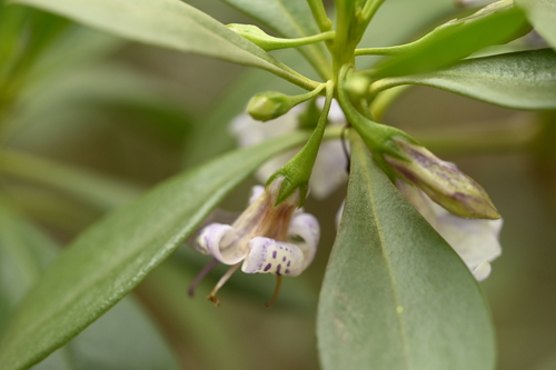 Myoporum bontioides, photograph 2