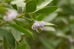 Myoporum bontioides, photograph (c) 曾昱承 Yu-Cheng Zeng, some rights reserved (CC BY)