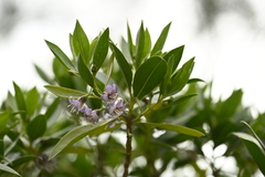 Myoporum bontioides, photograph (c) 曾昱承 Yu-Cheng Zeng, some rights reserved (CC BY)