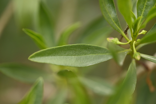 Myoporum bontioides, photograph 5