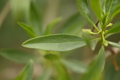 Myoporum bontioides, photograph (c) 曾昱承 Yu-Cheng Zeng, some rights reserved (CC BY)