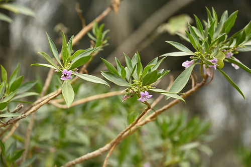Myoporum bontioides, photograph 4