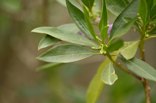 Myoporum bontioides, photograph 6