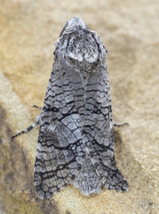 Prionoxystus macmurtrei