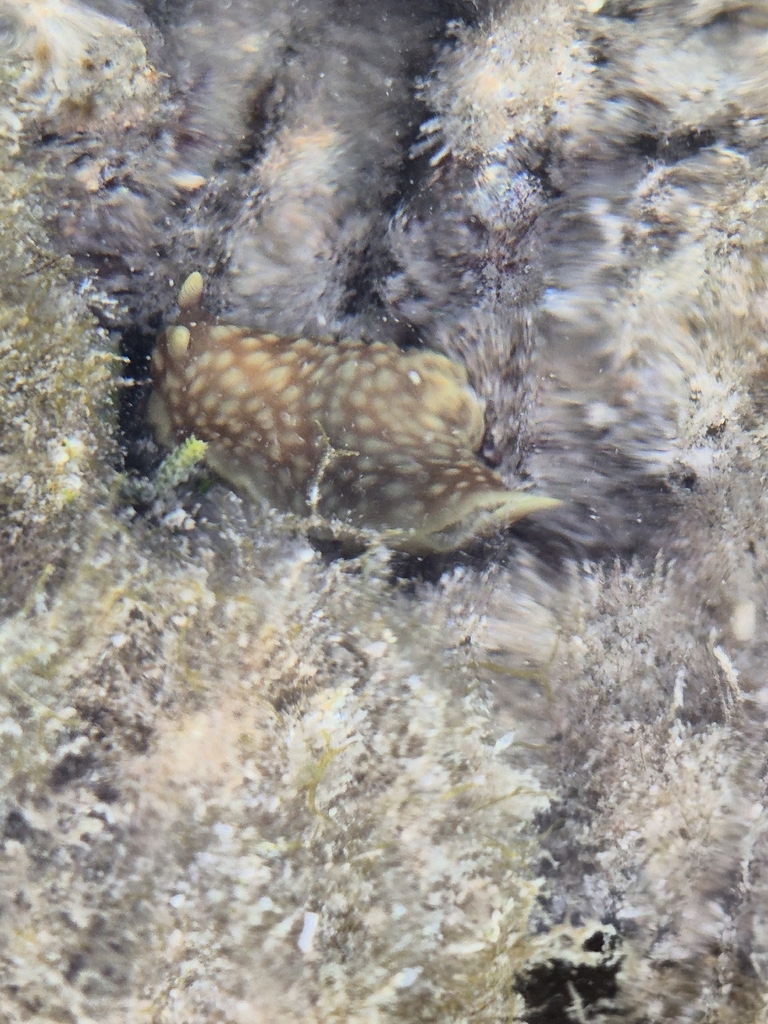 Gymnodoris plebeia