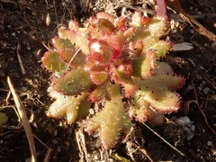Saxifraga tridactylites