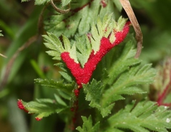 Synchytrium papillatum