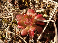 Saxifraga tridactylites