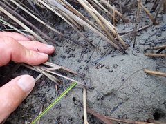 Potamopyrgus estuarinus