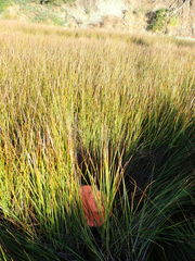 Potamopyrgus estuarinus