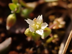 Holosteum umbellatum