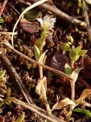 Holosteum umbellatum