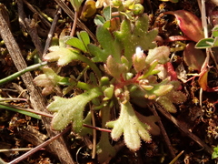 Saxifraga tridactylites