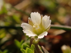 Holosteum umbellatum